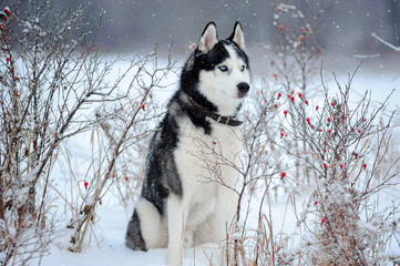 Siberian Husky dog