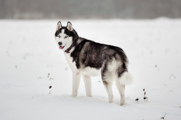 Siberian Husky dog black and white colour in winter