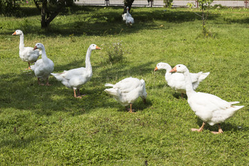 White geese grazing in the garden. A few geese pecking at the green grass on a warm summer day..