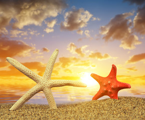 Two starfish on sandy beach at sunset.