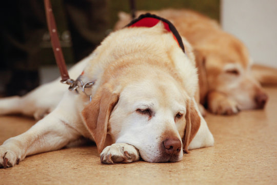 Un chien allong&eacute; 