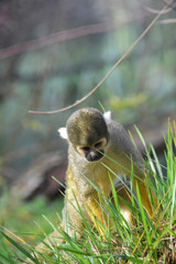 Sa&iuml;miris du P&eacute;rou