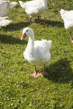 White geese grazing in the garden . Goose acting to protect the herd ..