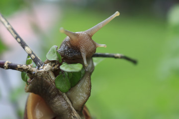 photos from insects, nature and wildlife