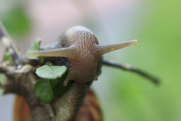 photos from insects, nature and wildlife