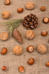 Walnuts, hazelnuts, cone, fir branch on sackcloth fabric