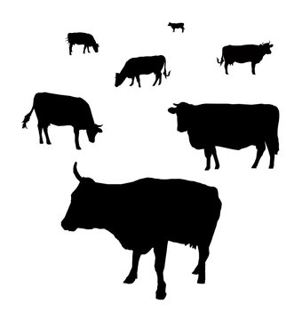 Silhouette of cows grazing on a field.
