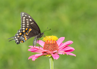 Black Swallowtail butterfly feeding on a pink Zinnia in summer garden