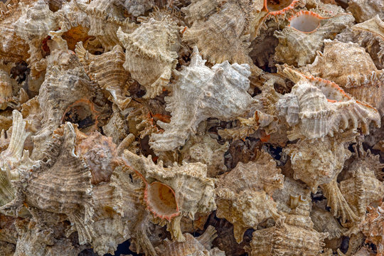 Asssorted sea shells