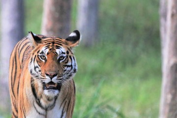 Fototapeta premium Langdi Tigress Pench Tiger Reserve