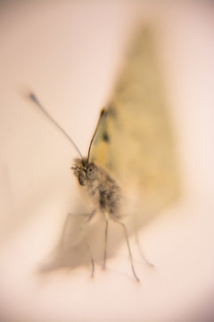 Butterfly portrait