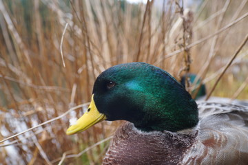 水鳥　鴨　ガチョウ　あひる　水辺　毛づくろい　可愛い　