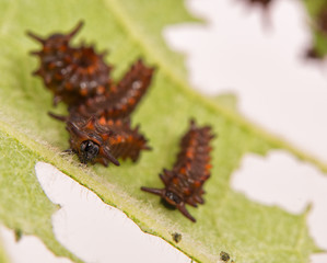 Closeup of a young Pipevine swallowtail caterpillar feeding on a Pipevine leaf