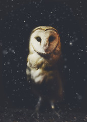 Kerkuil winter portret met donkere en sneeuw achtergrond. Zachte focus op uilenkop, geretoucheerde foto