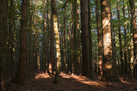 Dappled Autumnal Sunlight Through The Trees In Gisburn Forest, Lancashire, England.