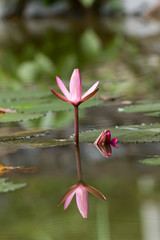 Lotus flower with beautiful sunlight and flare and bokeh.