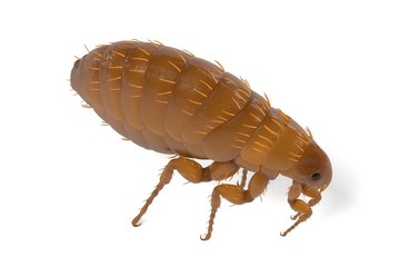 realistic 3d render of flea