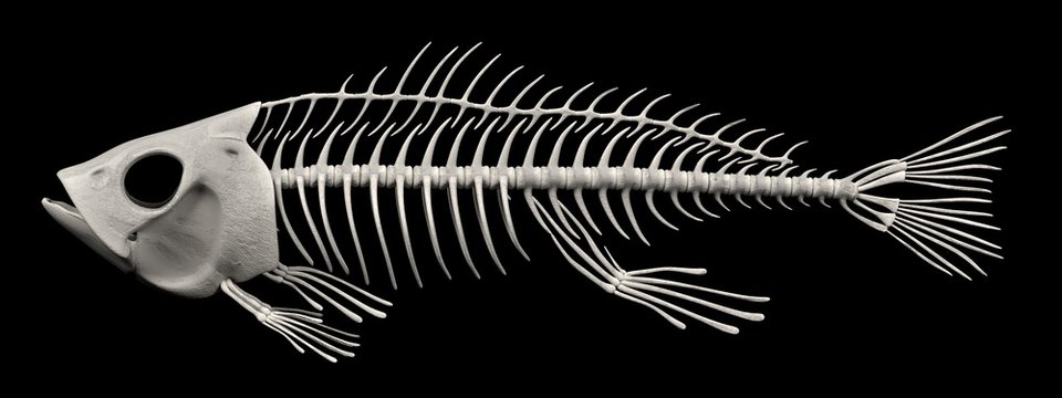 Fish Skeleton Images – Browse 25,724 Stock Photos, Vectors, and Video