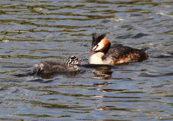 Mature European Great Crested Grebe (Podiceps cristatus) with a youngster
