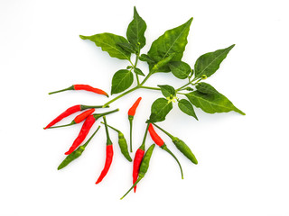 Fresh red and green chilli on white background.