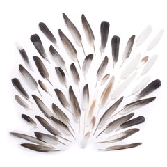 pattern of feathers on a white background, composition of feathe