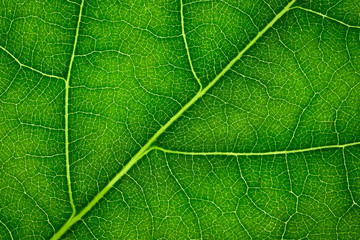 Green leaf texture background