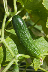 ripe cucumber in garden