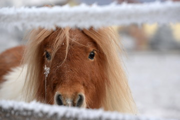 Obraz premium können diese Augen lügen?, süßes geschecktes Minipony im Winterfell lugt durch den Weidezaun