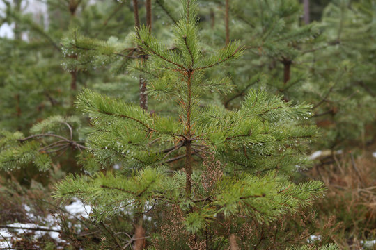 Young pine growing in winter. Fresh pine seedlings. 