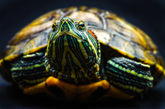 Turtle-Shell Images – Browse 525 Stock Photos, Vectors, and Video ...