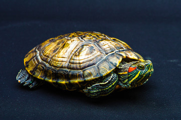 one Pond slider isolated on the black background.closeup