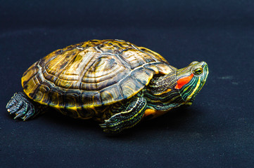 one Pond slider isolated on the black background.closeup