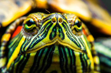 one Pond slider isolated on the black background.closeup