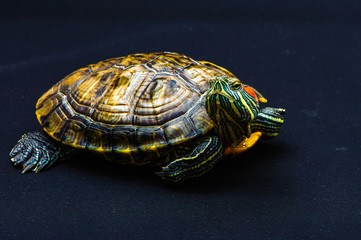 one Pond slider isolated on the black background.closeup