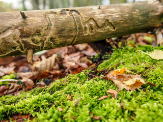 Details of Fall