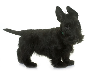 puppy scottish terrier