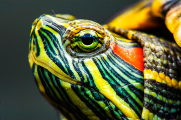 one Pond slider isolated on the black background.closeup
