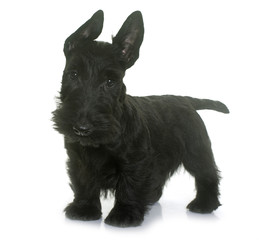 puppy scottish terrier