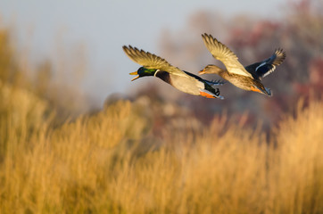 Mallard Ducks Flying Over the Autumn Countryside