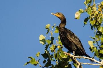 Double-Crested Cormorant Perched High in a Tree