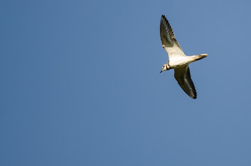 Lone Killdeer Flying in a Blue Sky