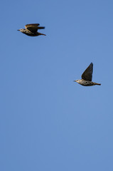 Two European Starlings Flying in a Blue Sky