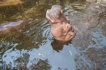 Fototapeta na wymiar The hippopotamus in the pond