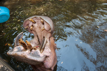The hippopotamus in the pond