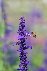 Blue Salvia field and bee