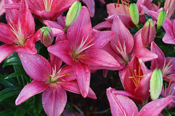 Pink flower after rain