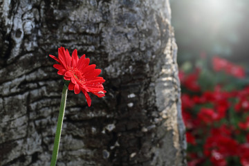 Obraz na płótnie Canvas red flower at garden.