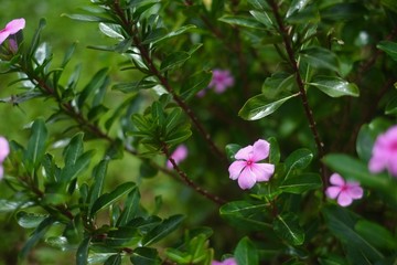 Pink Flower Closeup 