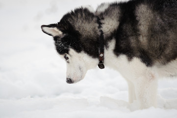 Siberian Husky dog black and white colour in winter