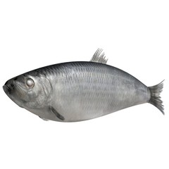 Herring fish isolated on white. 3D illustration